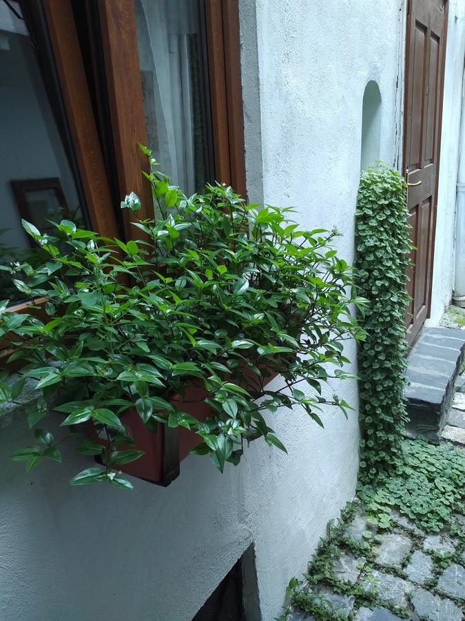 Guesthouse Postavarului براشوف المظهر الخارجي الصورة